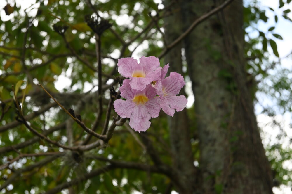 Flores de ocobo en la finca, hábitat para polinizadores