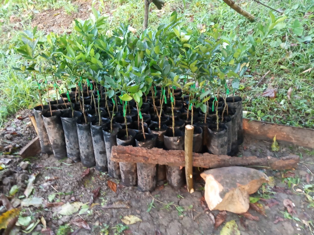 Plántulas de limón en nuestro vivero, listas para sembrar